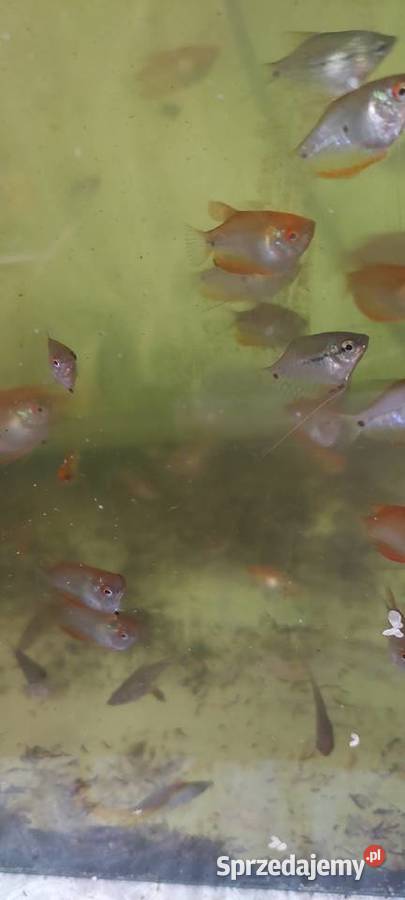 ryby górami mozaikowe i górami dwu plamiste Zabrze