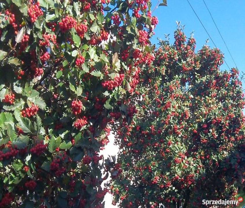 Jarząb szwedzki kujawsko-pomorskie Bydgoszcz