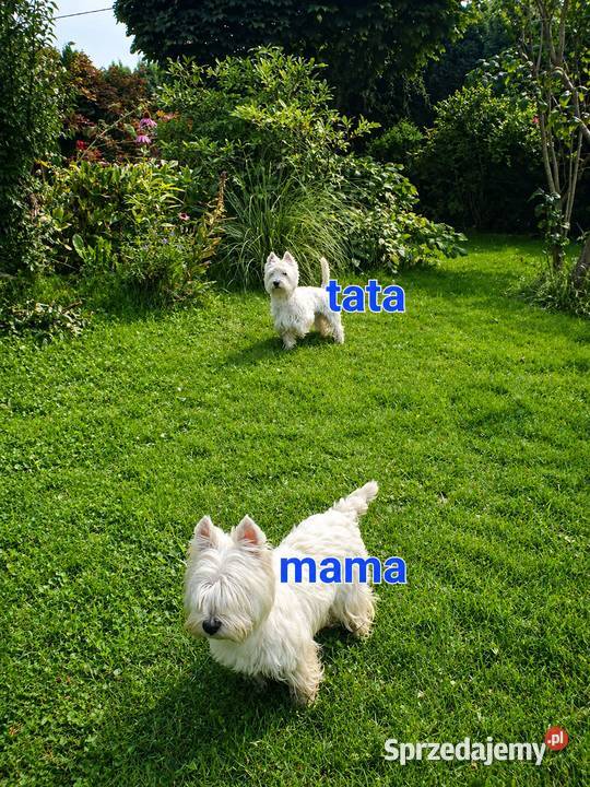 Śliczna Suczka West Highland White Terrier Z Rzeszów