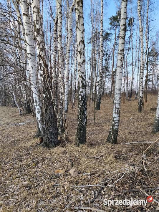 Sok z brzozy oskoła Zgierz