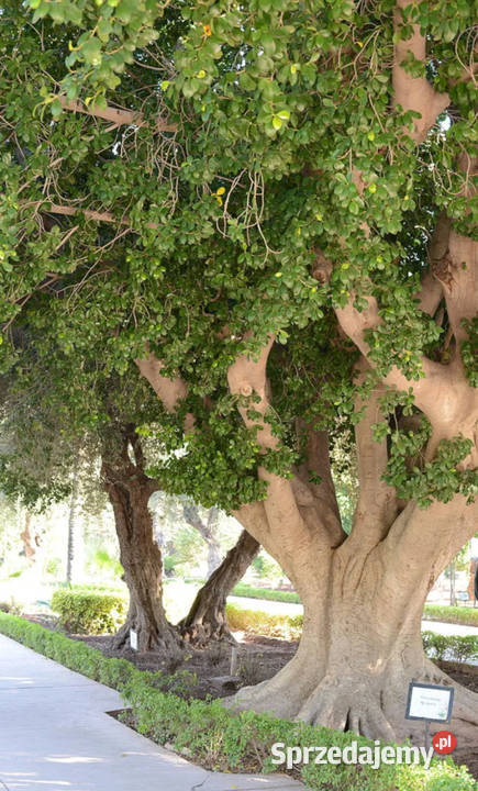 FIGOWIEC PAGODOWY Ficus religiosa NASIONA 100g Lubanie