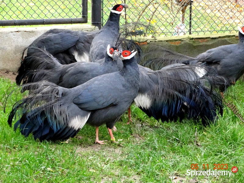 Sprzedam Bażanty Uszaki Siwe z 2023r Bażant Gostyń