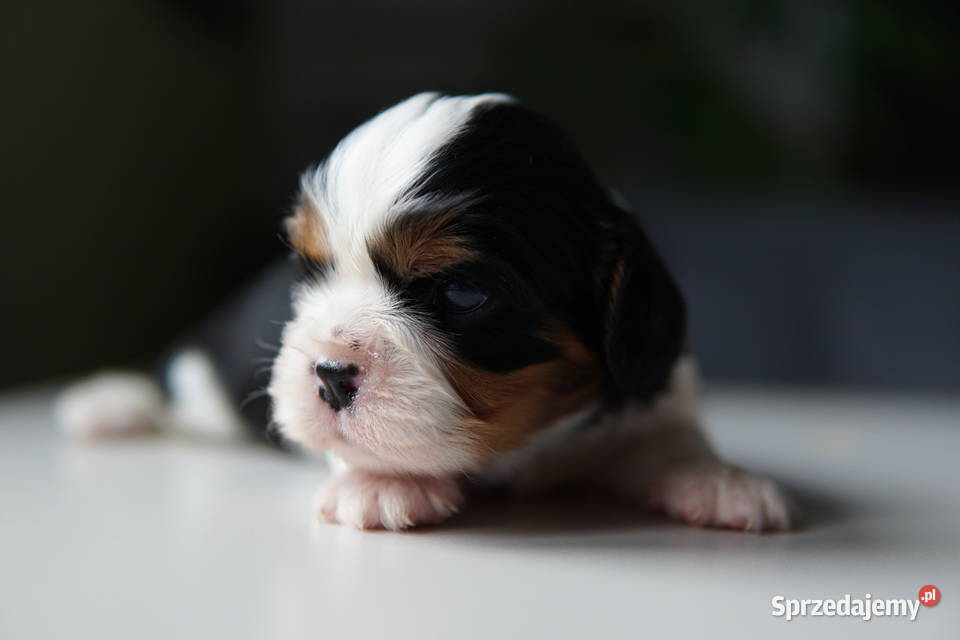 Szczenięta Cavalier King Charles Spaniel podkarpackie Rzeszów