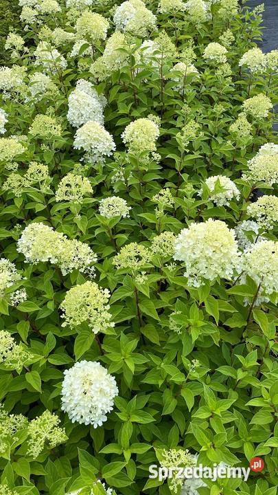 Hortensja bukietowa różne odmiany transport i Warszawa sprzedam