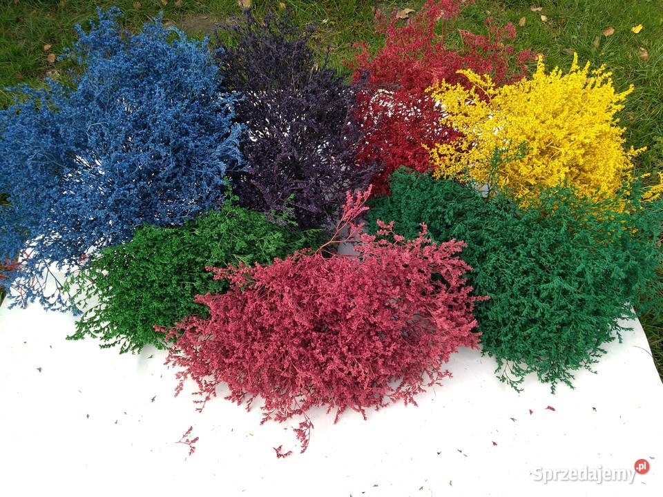 Zatrwian tatarski kolorowy