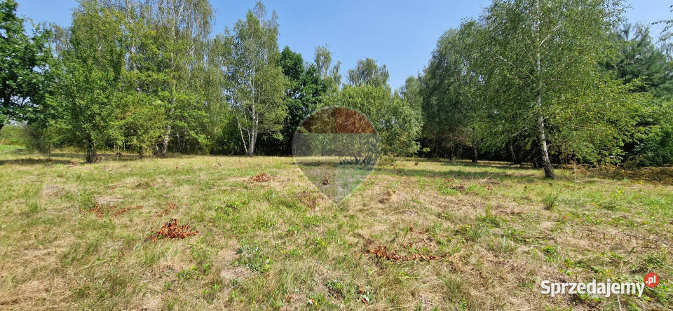 Działka z potencjałem budowlanym 1426 m Bielicha sprzedam