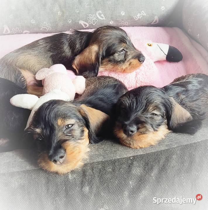 Jamniczki szorstkowłose miniaturowe Warszawa