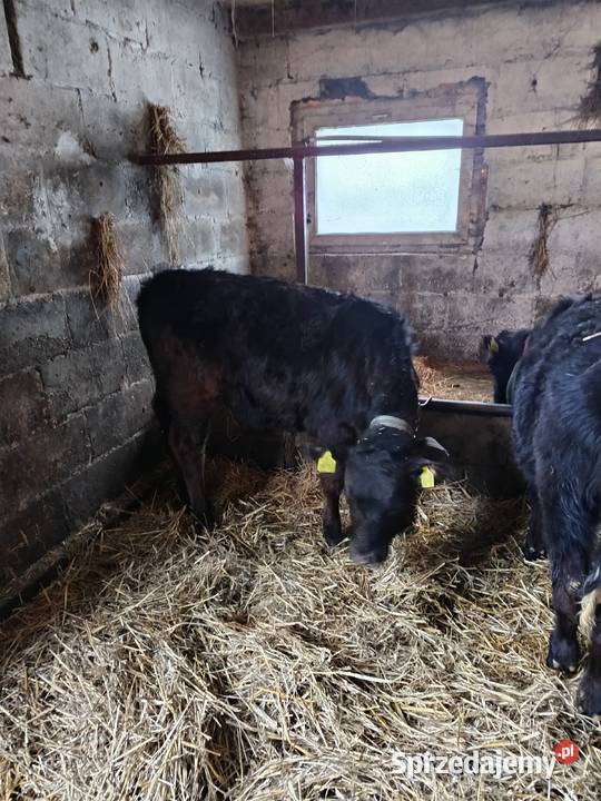 Sprzedam jałoszki Żelazowa Wola