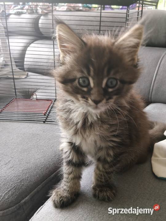 Kocięta Maine coon Maine Coon pomorskie Pruszcz Gdański