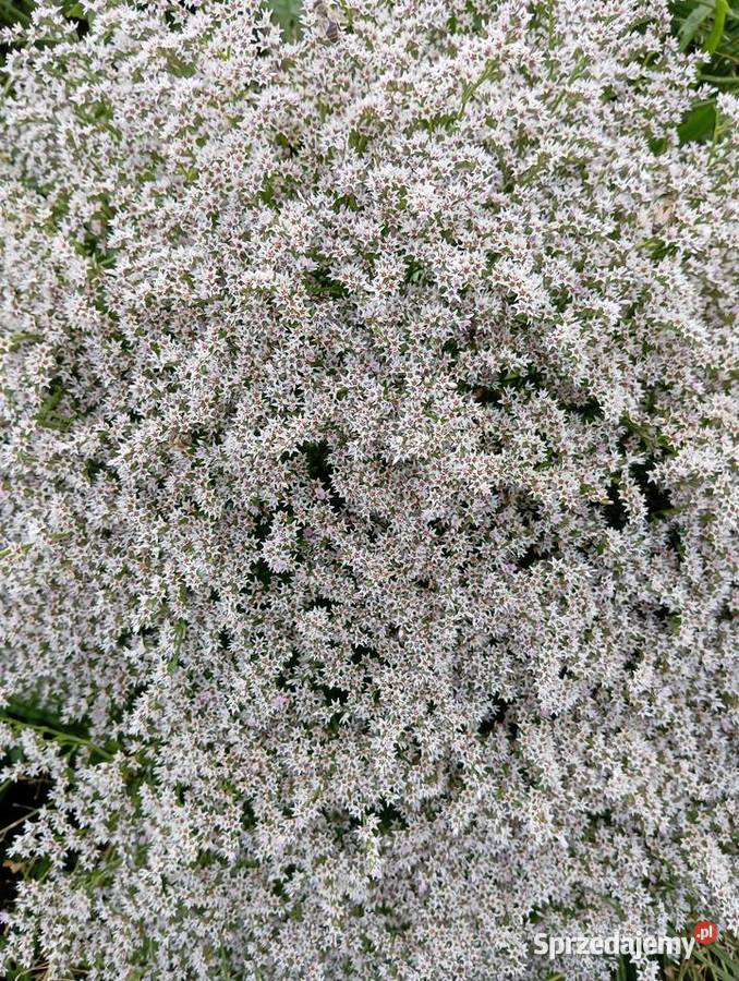 statica zatrwian tatarski 2025 Krasnystaw sprzedam