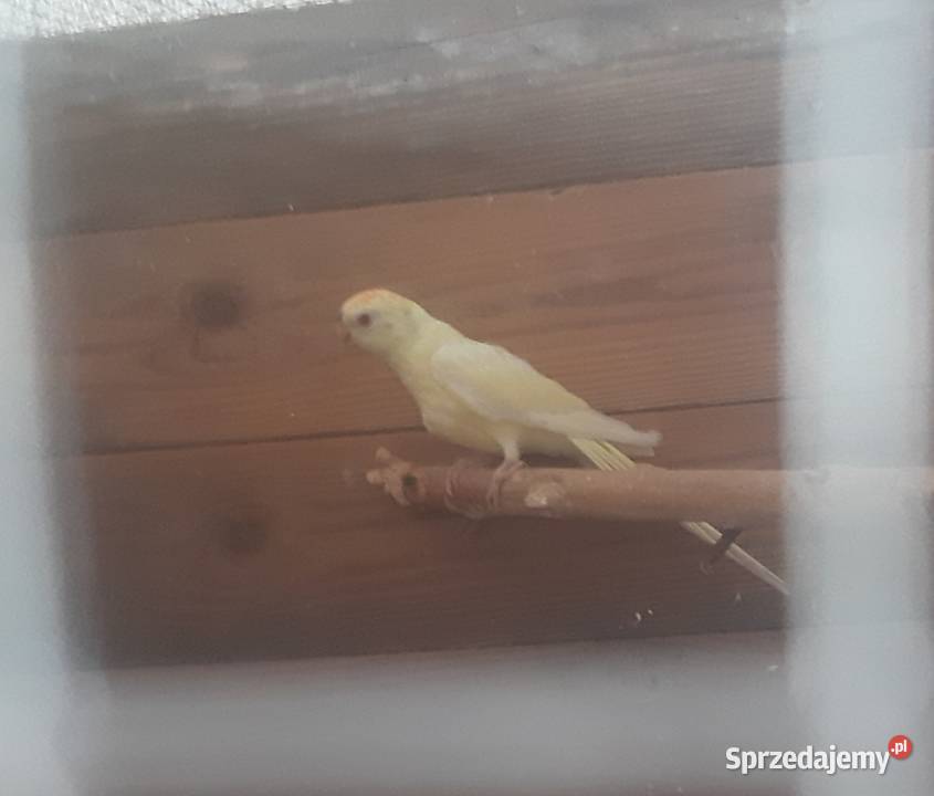 Świergotki samiec Jasło