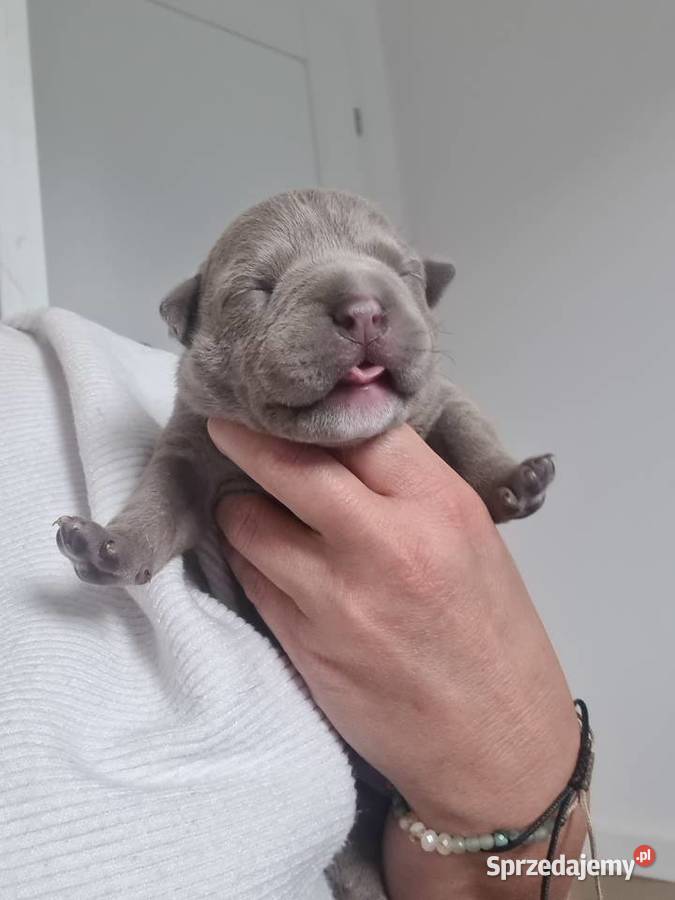 American Bully Pocket Abkc Okonek