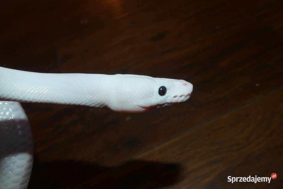 Pyton królewski super fire Sosnowiec