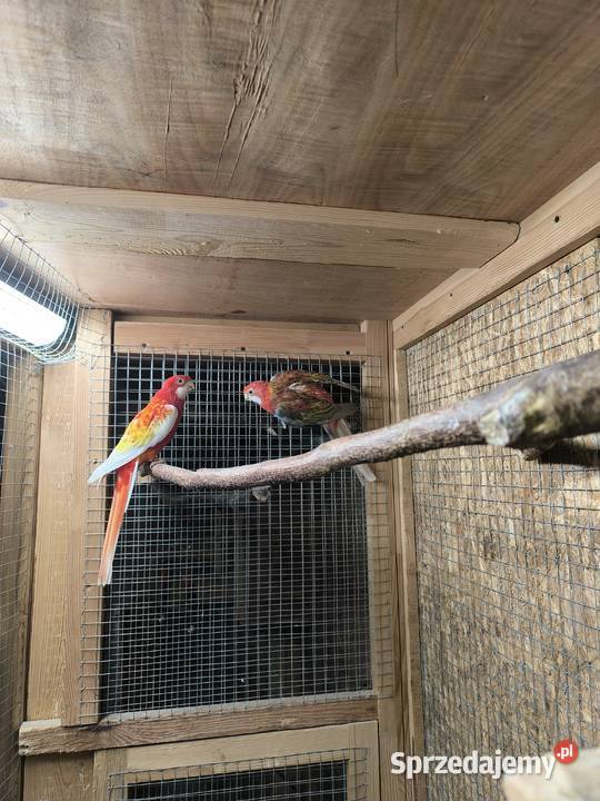 Papugi Rozelle Białolice parka lęgowa rubino Rostarzewo sprzedam