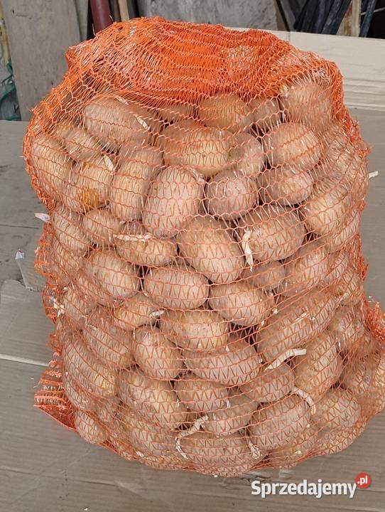 Ziemniaki wczesne Piwonia i Bellarosa