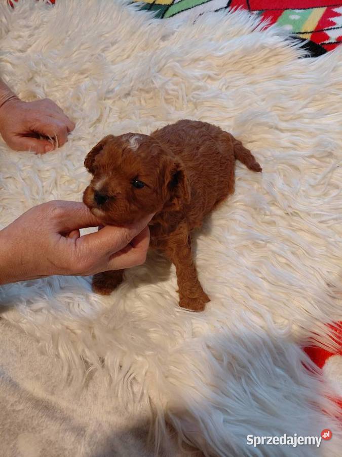 Cavapoo suczka red do razerwacji Wyszków