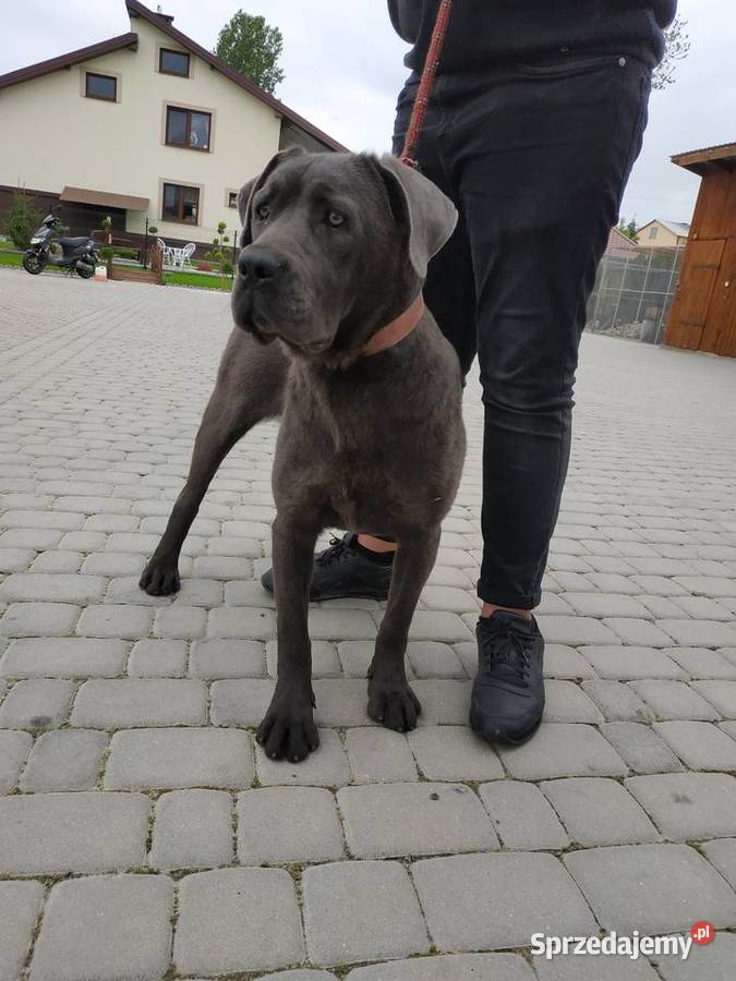 Cane Corso suczka szczeniak blue Nowa Dąbia