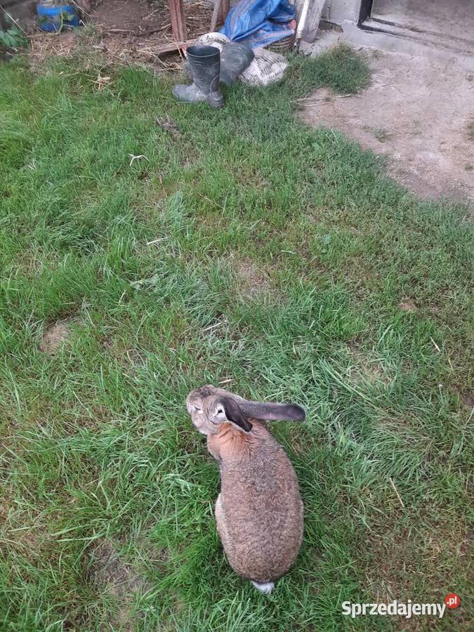 Sprzedam samca Belga Odrzywół