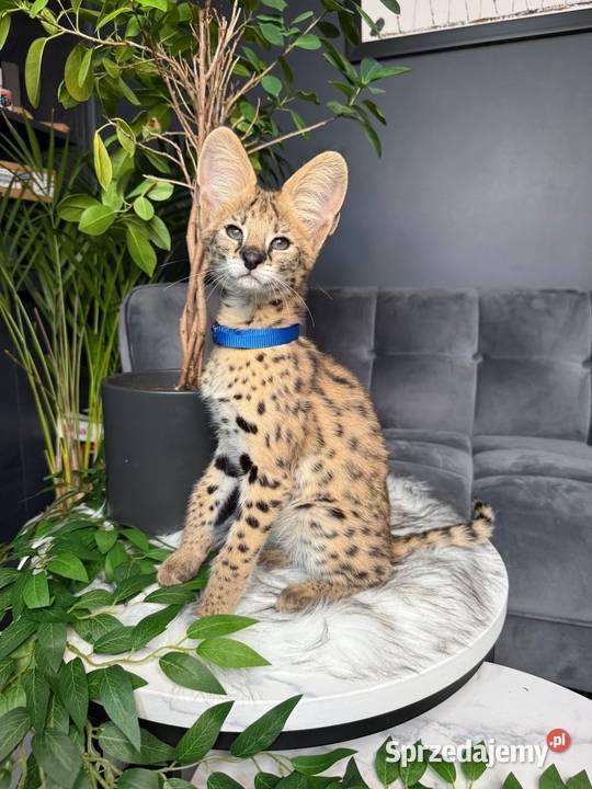 Serwal afrykański sawannowy serval ręcznie