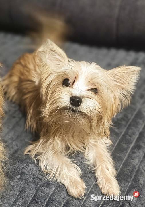 Yoreczka Mała cudowna piękność Częstochowa sprzedam