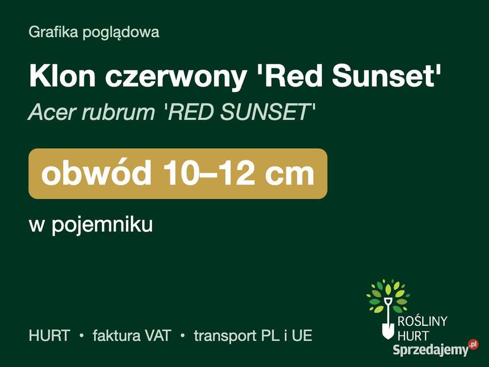 Klon czerwony Red Sunset obw 1012 w pojemniku