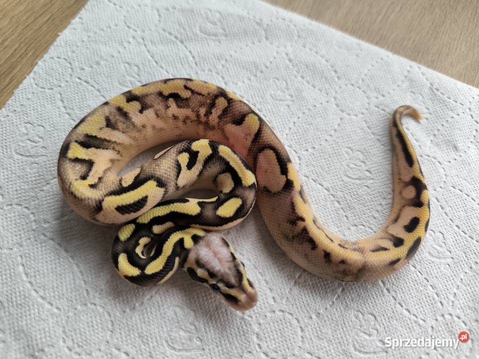 Pyton królewski Calico Pastel Fire poss het Zwierzęta mazowieckie Makowiec