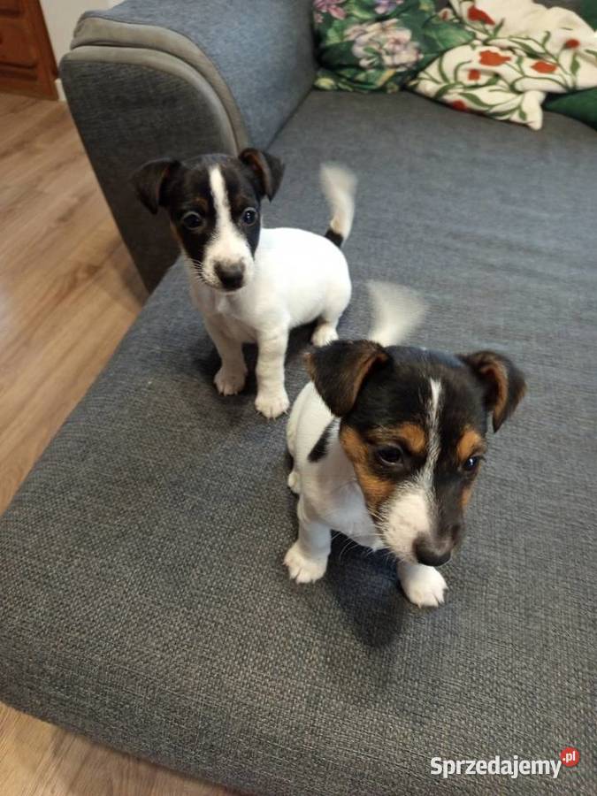 Jack Russell Terrier Kamieńskie Młyny
