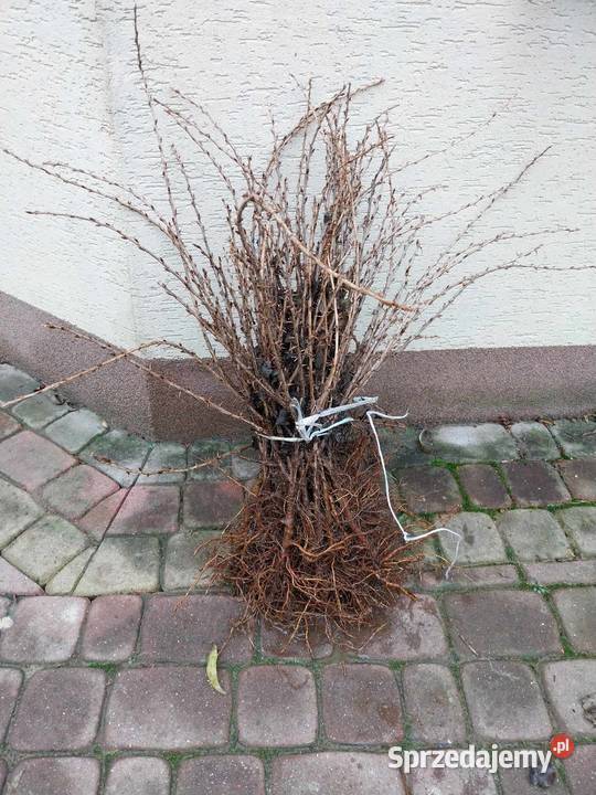 Agrest Czerwony sadzonki Jasło sprzedam