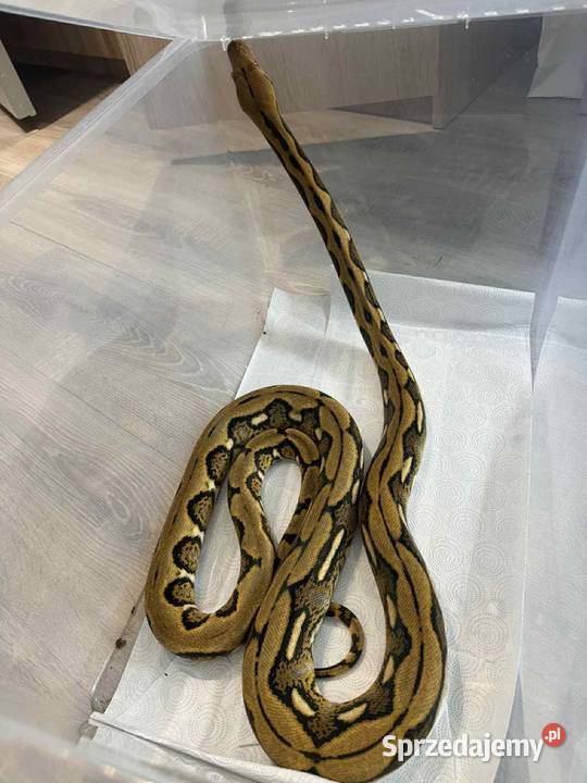 Pyton Siatkowy Samiec 3letni Grudziądz