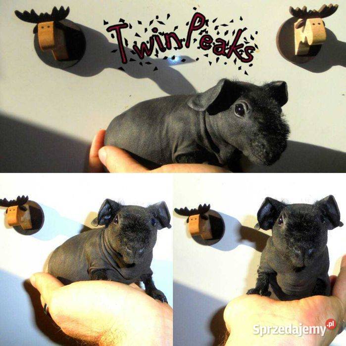 Świnka morska świnka świnki SKINNY łyse dolnośląskie Wrocław