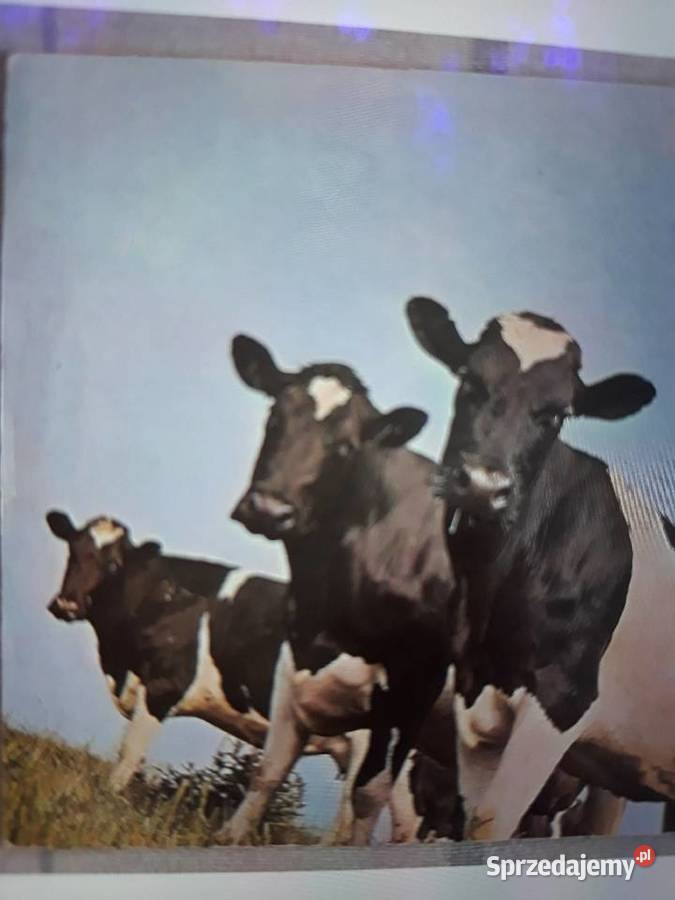 Klasyka psychodelicznego rocka PINK FLOYD Atom Płyty i kasety sprzedam