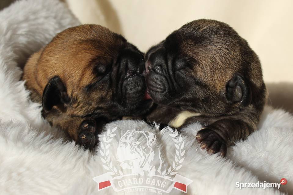 Bullmastiff szczenięta Guard Gang Fci Staszów