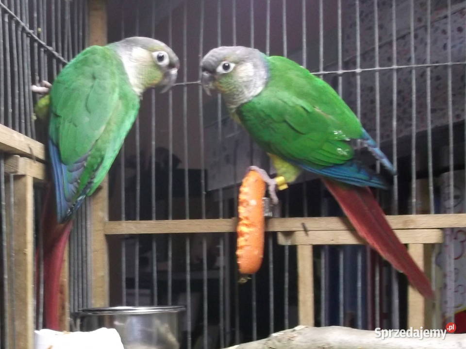 Sprzedam młode Rudosterki zielonolice małopolskie