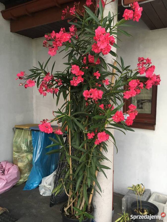 Sadzonki oleander Sadzonki s z kwiatw widoczny Rośliny małopolskie Brzeźnica