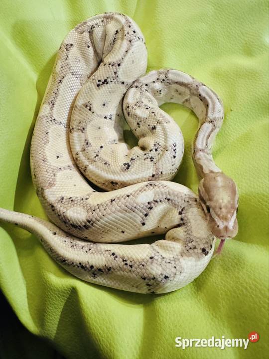 Dorosły Pyton Regius banana samiec Jastrzębie-Zdrój