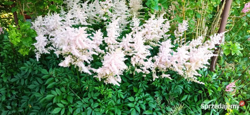 Byliny do kolekcji tawułka Arendsa jasny róż Rabatowe Nowy Sącz