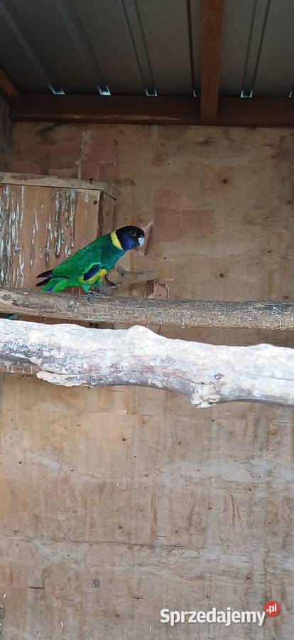 Papuga Barnard Żółtobrzuchy