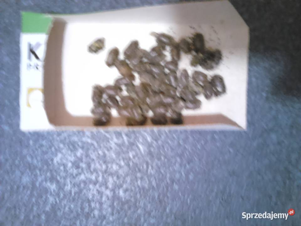 Pszczoła murarka Pozostałe Częstochowa