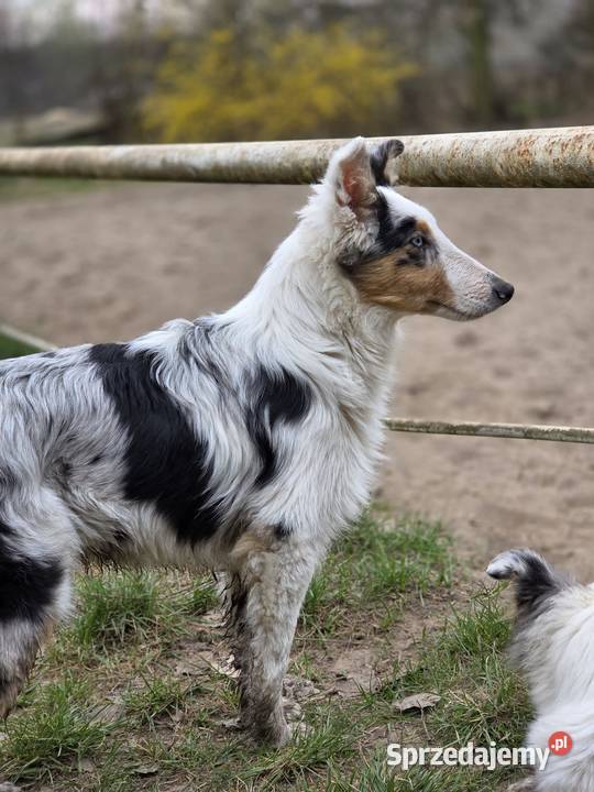 Owczarek szkocki collie dwa oczka niebieskie Zakrzewo sprzedam