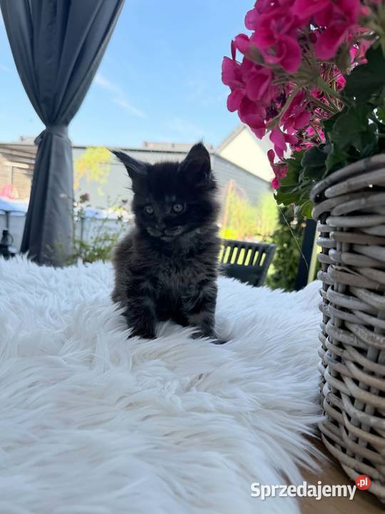 Ares kocurek Maine Coon Nowa Wieś Lęborska