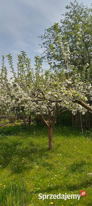Sprzedam prawo do dzierżawy działki ROD w Relax Grunty i działki Białystok