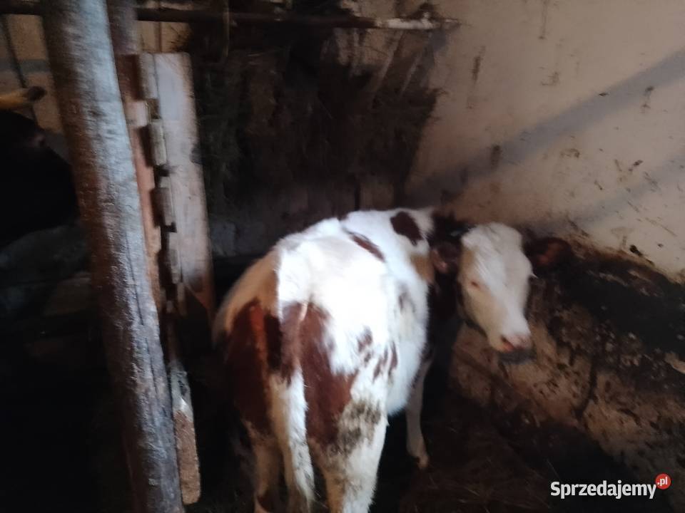 Sprzedam jałówkę sm Bydło