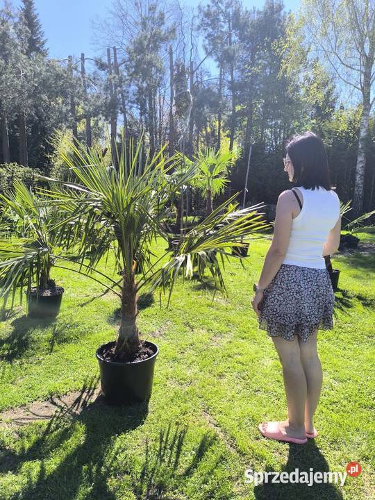 palma trachycarpus fortunei Róże Pszczyna