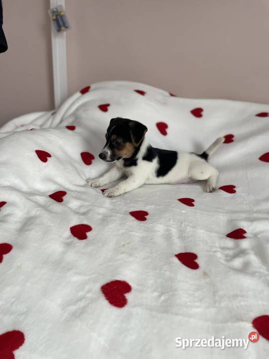 Jack Russell Terrier piesek