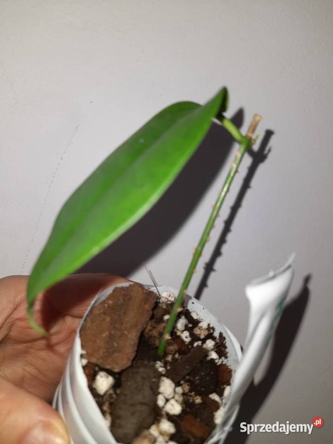 Hoya buotii hoja Warszawa