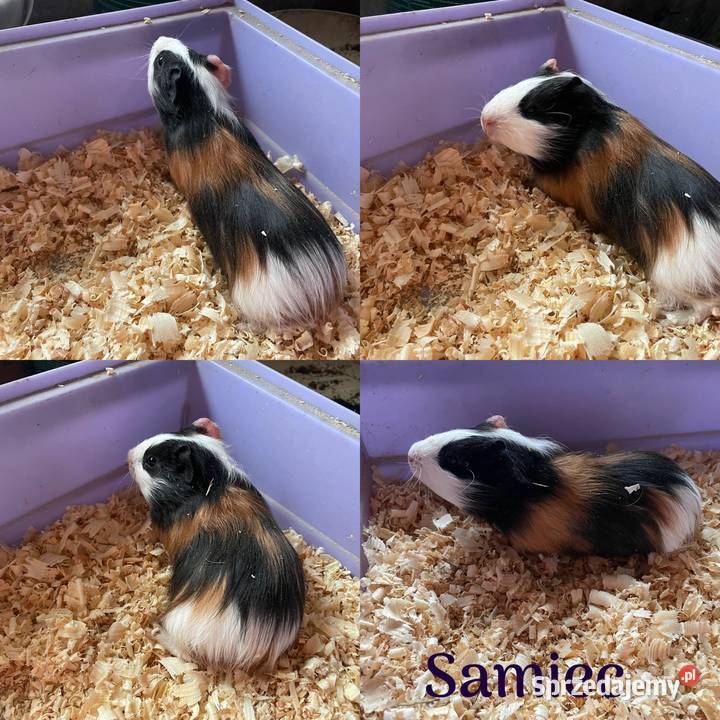 Sprzedam świnki morskie Dobra Nadzieja