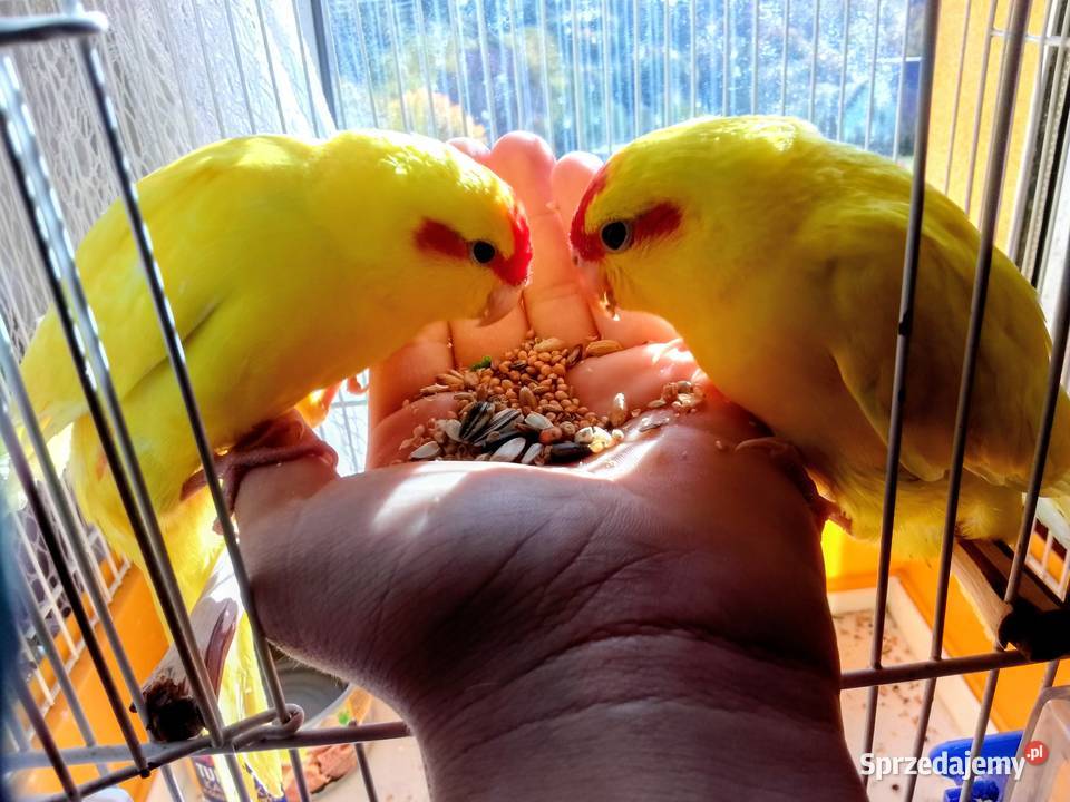 Modrolotki kozie Wieliczka