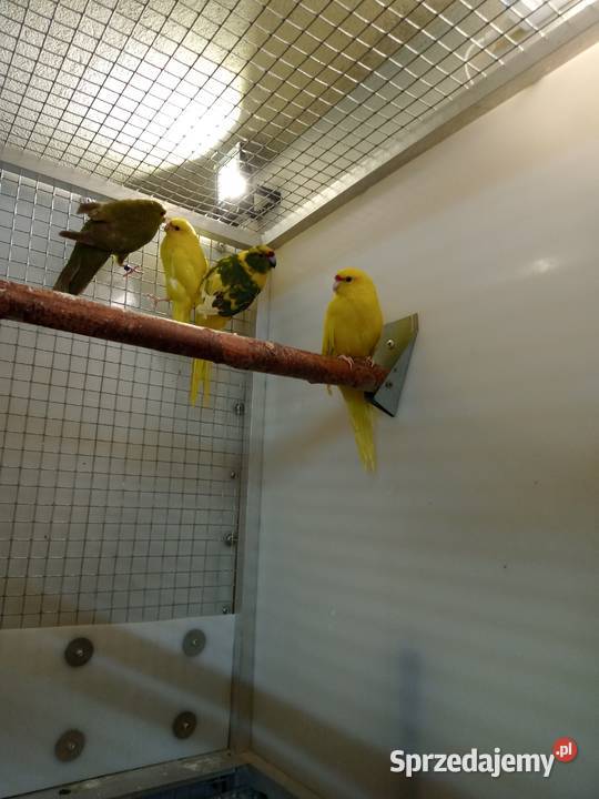 MODROLOTKI KOZY małopolskie