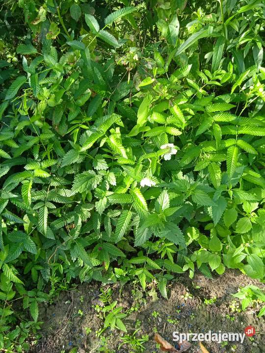 Do sprzedania Trzmielina Pozostałe podkarpackie