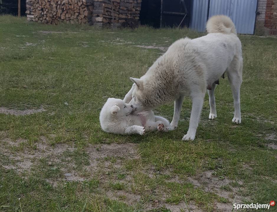 Akita Inu Głomsk